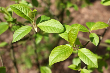 Close up nature view of green leaves of a tree.