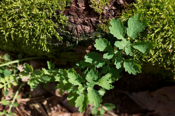 Close up nature view of green leaves of a tree.