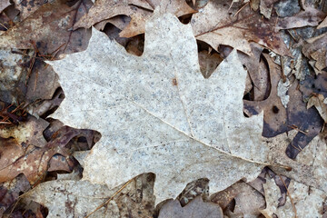 Close up of fallen leaves on ground in autumn.