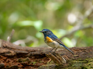 森の中で倒木の上に留まっているルリビタキの雄
