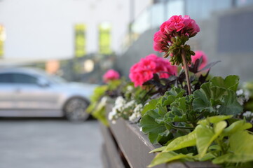 flowers in an urban environment