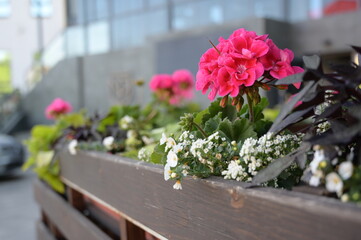 flowers in an urban environment