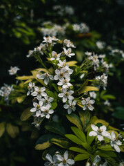 white flowers in the garden