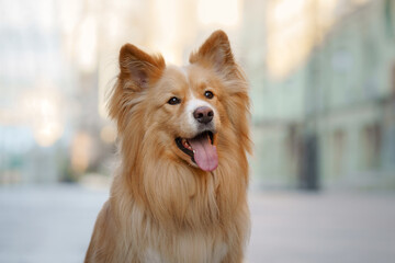 cheerful golden dog enjoys a walk, its fluffy coat and happy expression brightening the urban...