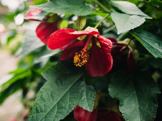 Abutilon flower