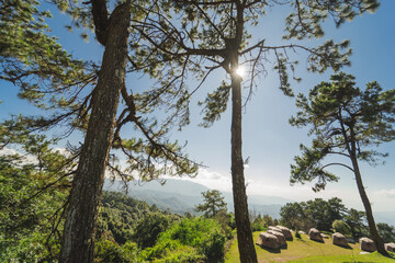 travel and people activity concept with large pine with layer of mountain and cloudy sky background