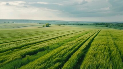 Idyllic Drone View of Lush Green Wheat Field on a Cloudy Spring Day in the Countryside
