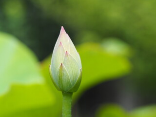 薄ピンクのハスの花　つぼみ
