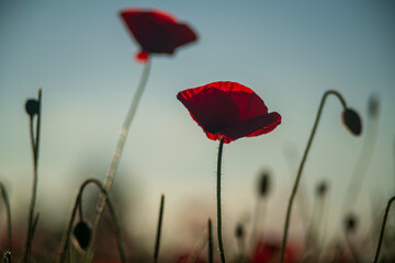 Obraz premium red poppy flower