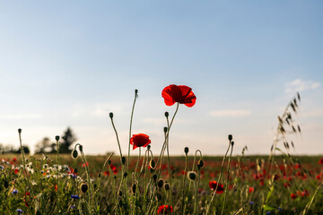 field of poppies