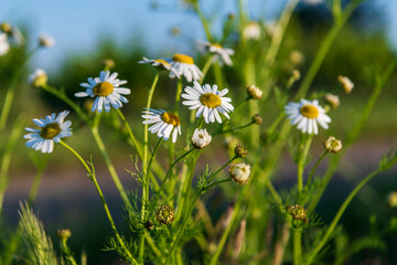 daisies in the grass