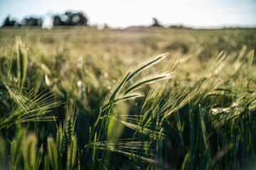 field of barley