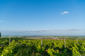 vineyard in the summer