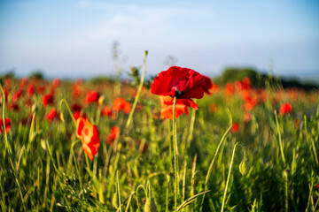 red poppy field