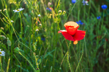 poppy in the grass
