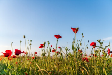 poppy field with sky