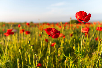 Obraz premium poppy field in summer