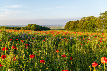 field of poppies and sky
