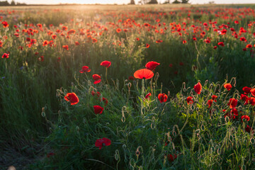 Obraz premium field of poppies