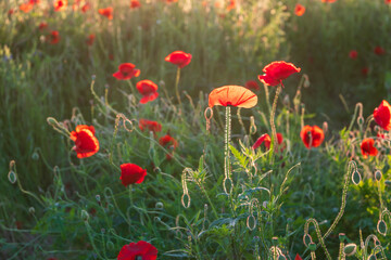 red poppies