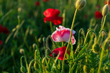 red poppies in the field
