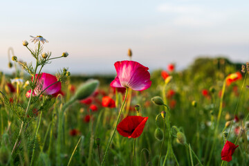 red poppy field