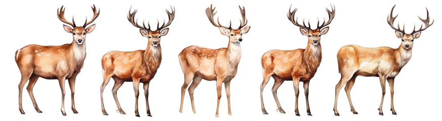 watercolor of deer illustration set © Rawpixel.com