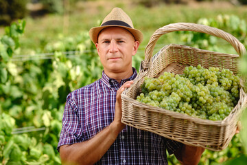 Man Harvest Grapes Plantation Basket