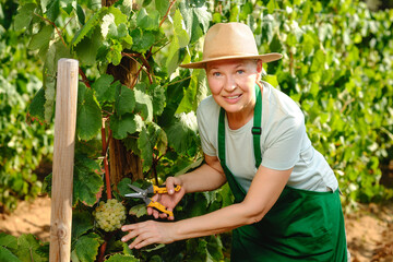 Woman Farmer Harvest Grapes Plantation Agriculture