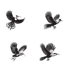 Obraz premium Hoatzin bird flying black silhouette vector on a white background 