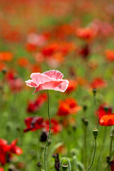 Fototapeta premium ひなげしの花