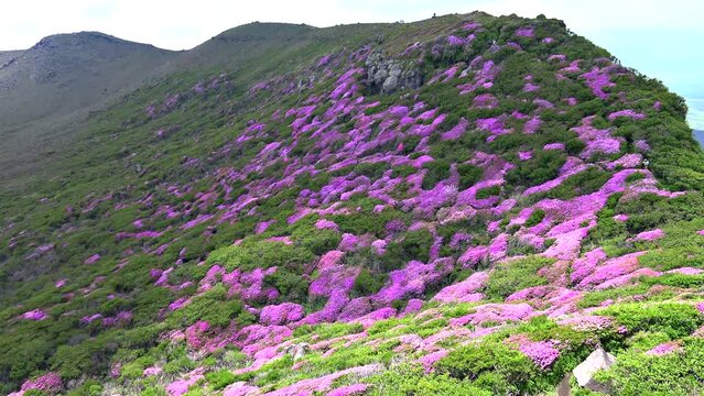 ミヤマキリシマの絶景が続く阿蘇高岳 天狗の舞台 登山道