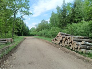 Road in forest in Siauliai county during sunny summer day. Oak and birch tree woodland. Sunny day with white clouds in blue sky. Bushes are growing in woods. Sandy road. Nature. Summer season. Miskas.