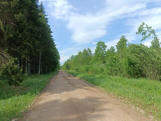 Road in forest in Siauliai county during sunny summer day. Oak and birch tree woodland. Sunny day with white clouds in blue sky. Bushes are growing in woods. Sandy road. Nature. Summer season. Miskas.