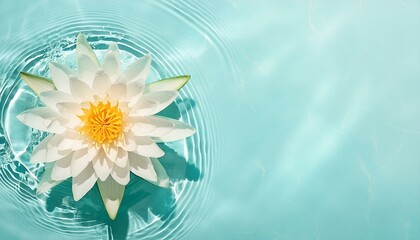 水面に浮かぶスイレンの花