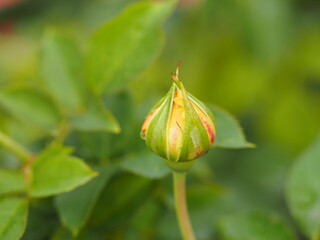 バラ　ハープシコード　つぼみ