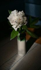 peonies bouquet of flowers in the interior