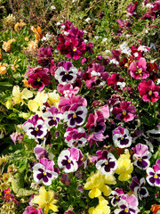 Background of red and white violas flowers in french garden