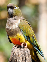 Burrowing Parrot (Cyanoliseus patagonus) perched on wood post