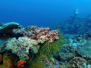 Coral reef and Fishes in Siquijor	