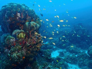 School of Squarespot anthias , Siquijor	