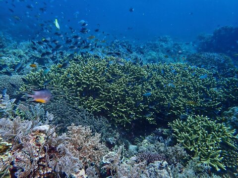 Coral reef and Fishes in Maite Sanctuary, Siquijor	