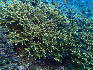 Coral reef and Fishes in Maite Sanctuary, Siquijor	