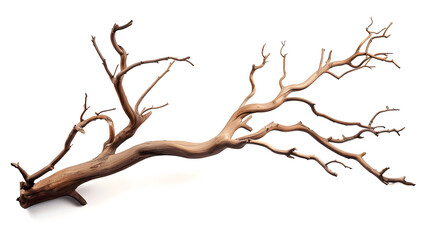 Obraz premium Tree branch isolated on white background