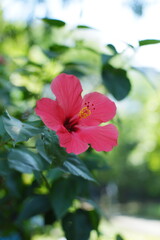 Obraz premium pink hibiscus flower
