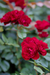 Rosengarten, Rose, Rosen rot, Rosen lila, Rosen, Rosen pink, Blumen, Rosenbogen, Salbei, Biene, Strauchrosen, Garten, Hochzeit, Edelrosen