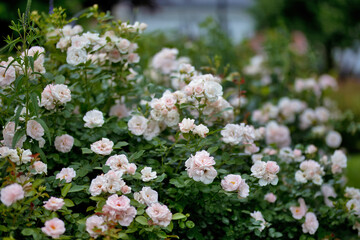 Rosengarten, Rose, Rosen rot, Rosen lila, Rosen, Rosen pink, Blumen, Rosenbogen, Salbei, Biene, Strauchrosen, Garten, Hochzeit, Edelrosen