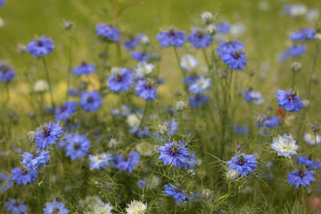 Rosengarten, Rose, Rosen rot, Rosen lila, Rosen, Rosen pink, Blumen, Rosenbogen, Salbei, Biene, Strauchrosen, Garten, Hochzeit, Edelrosen