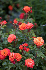 Rosengarten, Rose, Rosen rot, Rosen lila, Rosen, Rosen pink, Blumen, Rosenbogen, Salbei, Biene, Strauchrosen, Garten, Hochzeit, Edelrosen