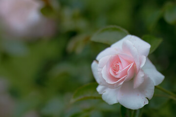 Rosengarten, Rose, Rosen rot, Rosen lila, Rosen, Rosen pink, Blumen, Rosenbogen, Salbei, Biene, Strauchrosen, Garten, Hochzeit, Edelrosen